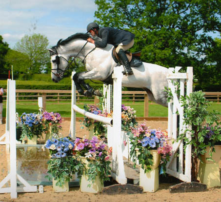 Showjumping Stallion